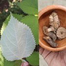 Rare Herb Boehmeria nivea Dry Leaves & Dry Root La Gai  Ramie Culinary Spice