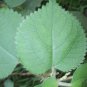 Rare Herb Boehmeria nivea Dry Leaves & Dry Root La Gai  Ramie Culinary Spice