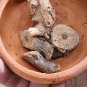 Rare Herb Boehmeria nivea Dry Leaves & Dry Root La Gai  Ramie Culinary Spice