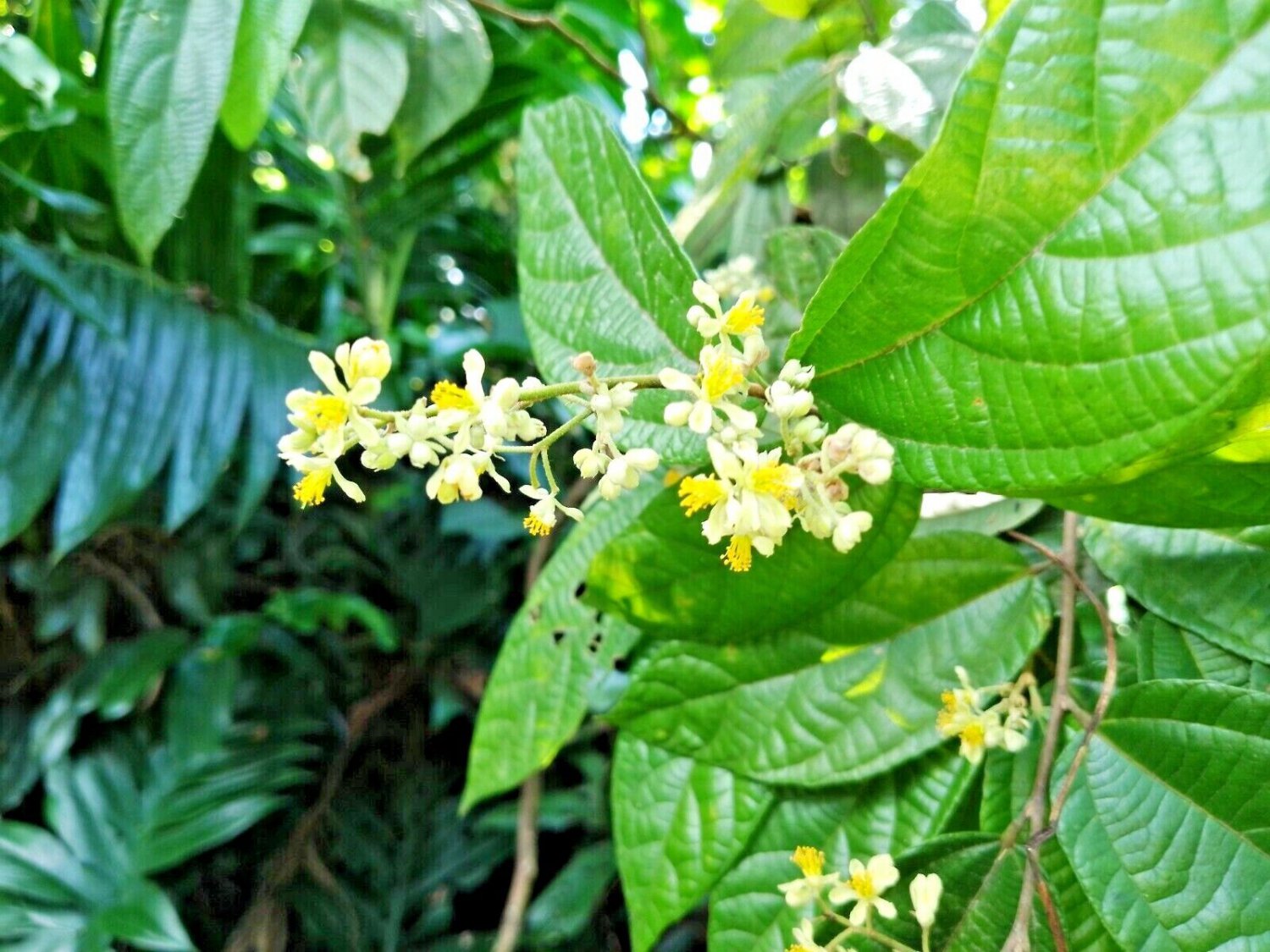 Dried Leaves Elm-Leaf Microcos Paniculata Grewia  Microcos Powder Seeds Tea