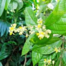 Dried Leaves Elm-Leaf Microcos Paniculata Grewia  Microcos Powder Seeds Tea