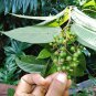 Dried Leaves Elm-Leaf Microcos Paniculata Grewia Microcos Powder Seeds Tea