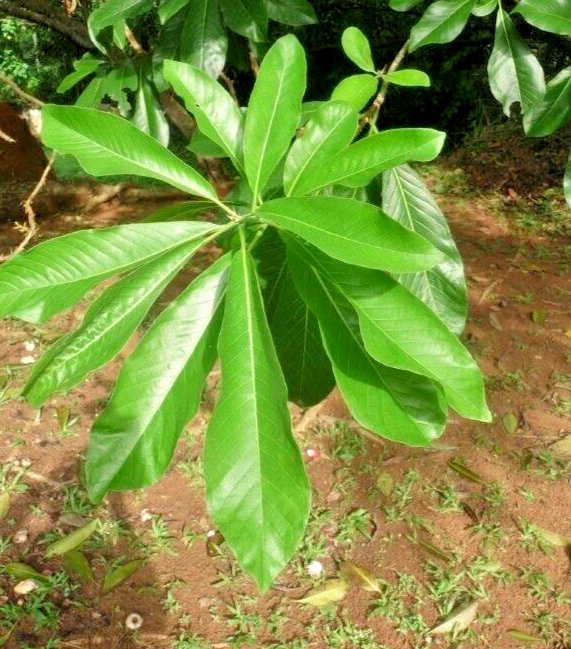 Dried Cannonball Tree Leaves Couroupita surinamensis ayahuma shiva linga Plant