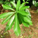 Dried Cannonball Tree Leaves Couroupita surinamensis ayahuma shiva linga Plant