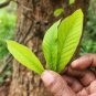 Dried Cannonball Tree Leaves Couroupita surinamensis ayahuma shiva linga Plant