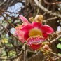 Dried Cannonball Tree Leaves Couroupita surinamensis ayahuma shiva linga Plant