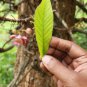 Dried Cannonball Tree Leaves Couroupita surinamensis ayahuma shiva linga Plant