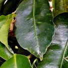Rare Leaves Mimusops Elengi Tree  Fragrant Spanish Cherry, India Medlar Bakul