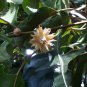 Rare Leaves Mimusops Elengi Tree  Fragrant Spanish Cherry, India Medlar Bakul