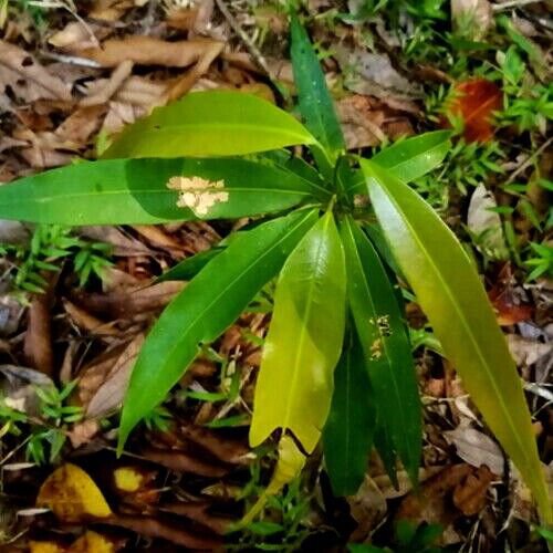 Rare Ficus hispida Dried Leaves Hairy Fig Plant 100% Organic Ayurvedic Herbs