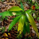 Rare Ficus hispida Dried Leaves Hairy Fig Plant 100% Organic Ayurvedic Herbs