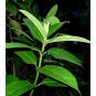 Rare Ficus hispida Dried Leaves Hairy Fig Plant 100% Organic Ayurvedic Herbs
