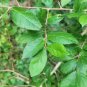 Very Rare Streblus Asper Dry Leaves Siamese rough bush, khoi, serut, toothbrush