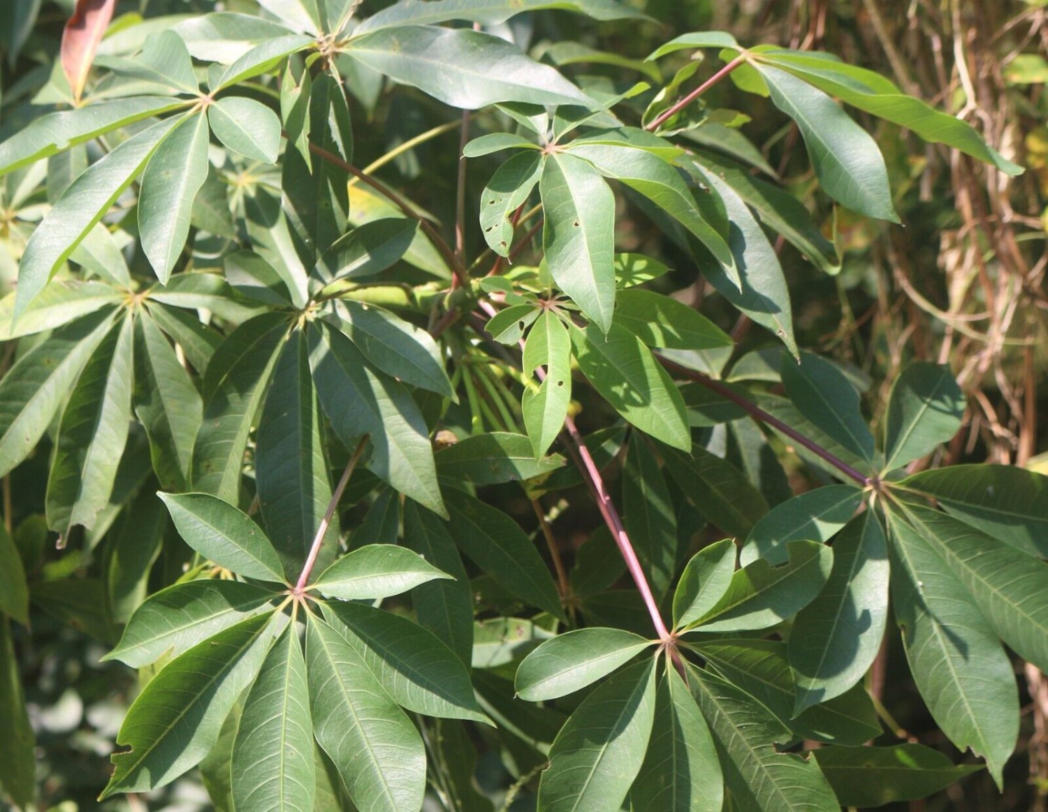 Rare  Dried Kapok Leaves Ceiba Pentandra Plant Leaf Silk Cotton Tree Herbal Tea