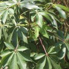 Rare  Dried Kapok Leaves Ceiba Pentandra Plant Leaf Silk Cotton Tree Herbal Tea