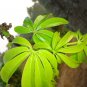 Rare  Dried Kapok Leaves Ceiba Pentandra Plant Leaf Silk Cotton Tree Herbal Tea