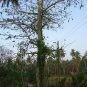 Rare  Dried Kapok Leaves Ceiba Pentandra Plant Leaf Silk Cotton Tree Herbal Tea