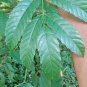 Bandicoot Berry Leea Indica Herbal Tea Leaves Loose Leaf 1 OZ FROM CEYLON