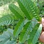 Bandicoot Berry Leea Indica Herbal Tea Leaves Loose Leaf 1 OZ FROM CEYLON