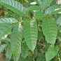 Bandicoot Berry Leea Indica Herbal Tea Leaves Loose Leaf 1 OZ FROM CEYLON