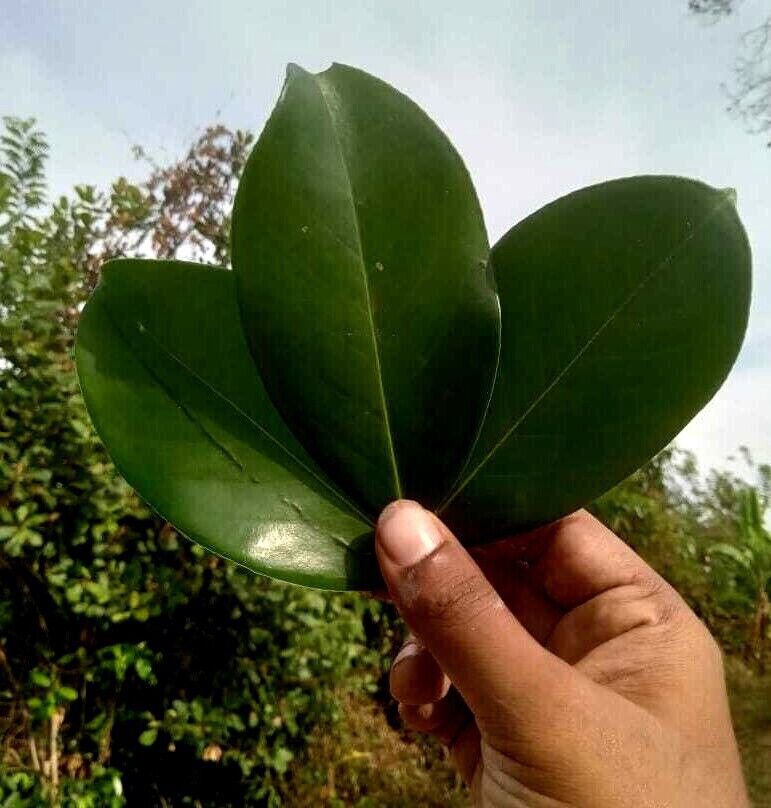 Rare Herbs Ceylon Carallia brachiata Freshwater Mangrove Carallia Dried Leaves