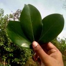 Rare Herbs Ceylon Carallia brachiata Freshwater Mangrove Carallia Dried Leaves