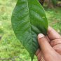 Very Rare Allophylus Cobbe Dried Leaves Tit Berry Kobbe Plant Herbs For Fracture