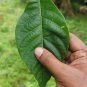 Very Rare Allophylus Cobbe Dried Leaves Tit Berry Kobbe Plant Herbs For Fracture