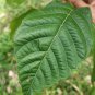 Very Rare Allophylus Cobbe Dried Leaves Tit Berry Kobbe Plant Herbs For Fracture