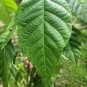 Very Rare Allophylus Cobbe Dried Leaves Tit Berry Kobbe Plant Herbs For Fracture