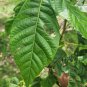 Very Rare Allophylus Cobbe Dried Leaves Tit Berry Kobbe Plant Herbs For Fracture