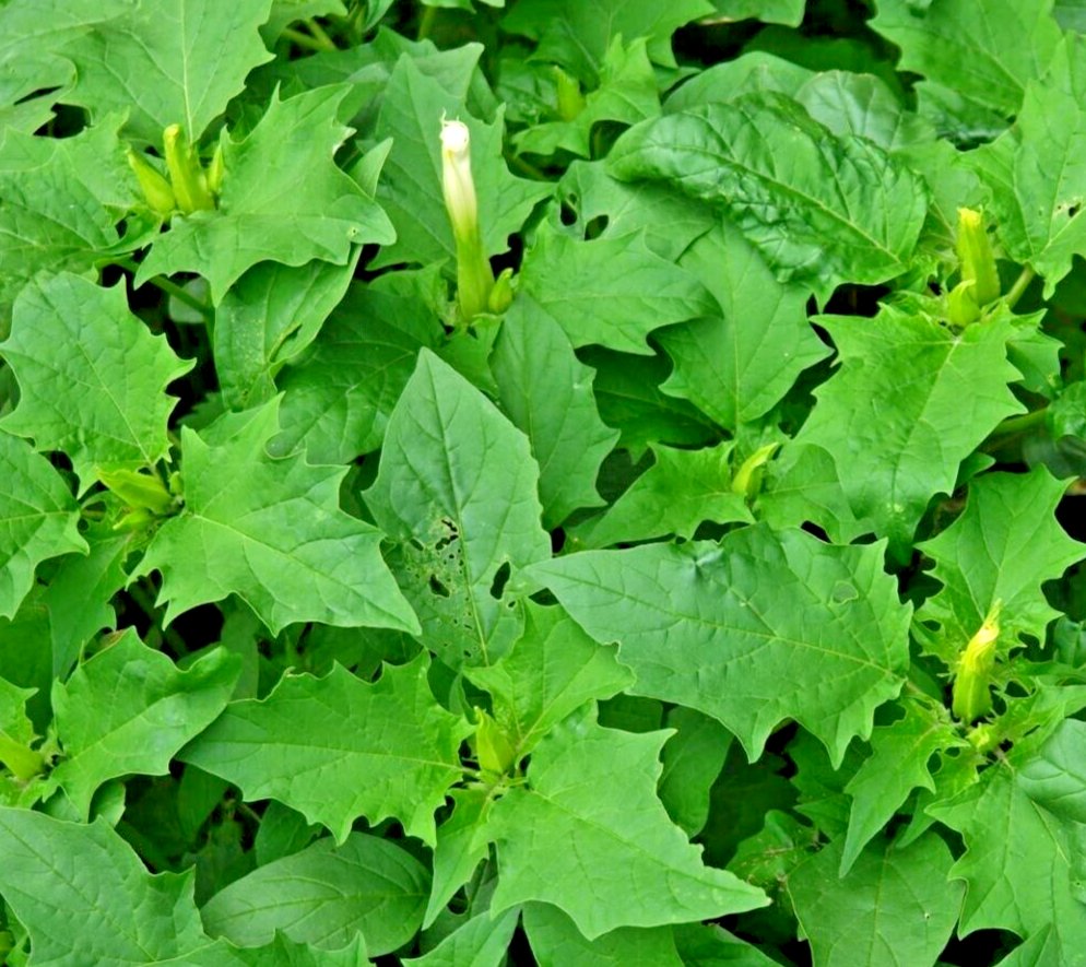 No 1 Quality 500Pc Dried Datura Metel Leaves Devil's trumpet Plant Ceylon Herbs