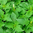No 1 Quality 500Pc Dried Datura Metel Leaves Devil's trumpet Plant Ceylon Herbs