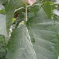No 1 Quality 500Pc Dried Datura Metel Leaves Devil's trumpet Plant Ceylon Herbs