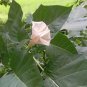 No 1 Quality 500Pc Dried Datura Metel Leaves Devil's trumpet Plant Ceylon Herbs