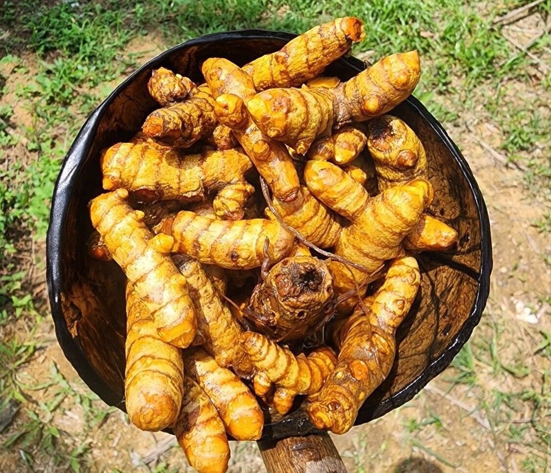 Turmeric Root Powder 100% Home Made  Raw Curcuma Longa Spice Tumeric C&Atilde;&ordm;rcuma