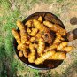 Turmeric Root Powder 100% Home Made  Raw Curcuma Longa Spice Tumeric C&Atilde;&ordm;rcuma