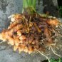 Turmeric Root Powder 100% Home Made  Raw Curcuma Longa Spice Tumeric C&Atilde;&ordm;rcuma