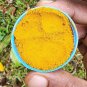 Turmeric Root Powder 100% Home Made  Raw Curcuma Longa Spice Tumeric C&Atilde;&ordm;rcuma