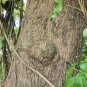Rare Careya arborea Bark Patana Oak Leaves Ceylon Oak Herbs Seeds