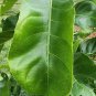 Rare Careya arborea Bark Patana Oak Leaves Ceylon Oak Herbs Seeds