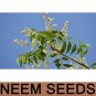 Dried Neem Seeds AZADIRACHTA INDICA Seeds Lilac Margosa Nimtree 50g 1.7 Oz