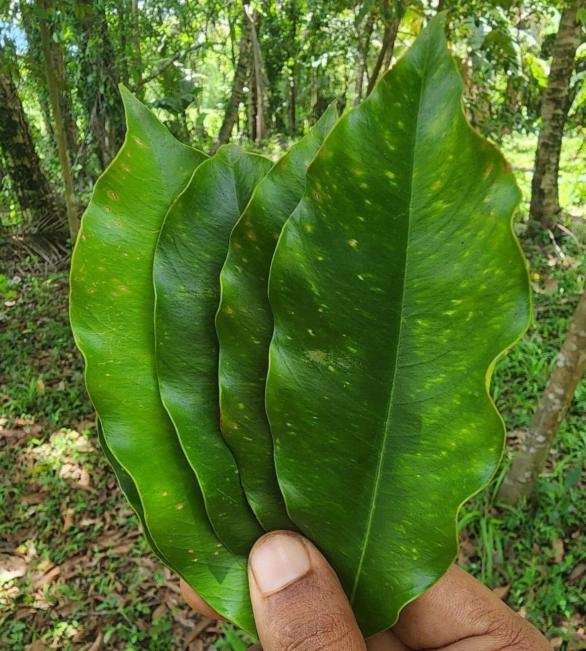 Very Rare Finds Gyrinops walla Silani oud Sri Lankan agarwood