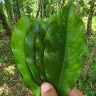 Very Rare Finds Gyrinops walla Silani oud Sri Lankan agarwood