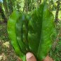 Very Rare Finds Gyrinops walla Silani oud Sri Lankan agarwood