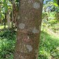Very Rare Finds Gyrinops walla Silani oud Sri Lankan agarwood