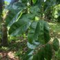 Very Rare Finds Gyrinops walla Silani oud Sri Lankan agarwood