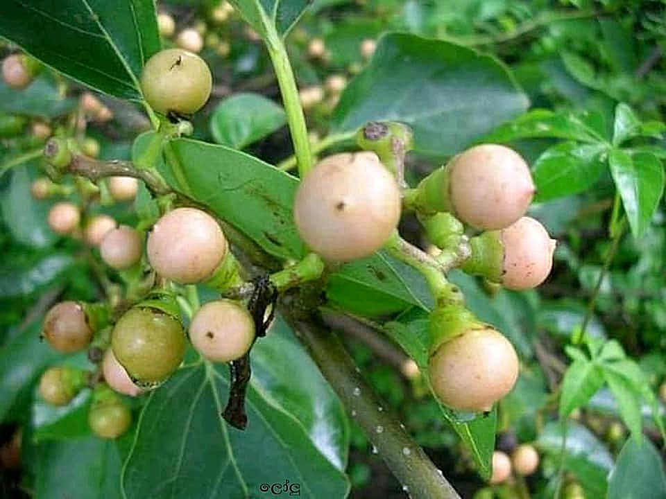 Very Rare  Indian Cherry Cordia dichotoma Glue Berry  manjack Wild Cherry Bark