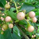 Very Rare  Indian Cherry Cordia dichotoma Glue Berry  manjack Wild Cherry Bark