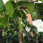 Very Rare  Indian Cherry Cordia dichotoma Glue Berry  manjack Wild Cherry Bark